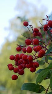 Preview wallpaper rowan, berries, leaves, branches, macro, blur