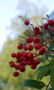 Preview wallpaper rowan, berries, leaves, branches, macro, blur