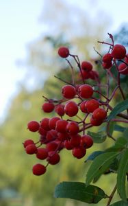 Preview wallpaper rowan, berries, leaves, branches, macro, blur