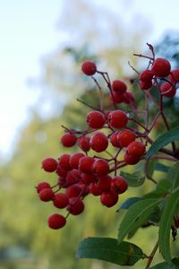 Preview wallpaper rowan, berries, leaves, branches, macro, blur