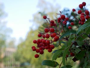 Preview wallpaper rowan, berries, leaves, branches, macro, blur