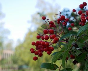 Preview wallpaper rowan, berries, leaves, branches, macro, blur