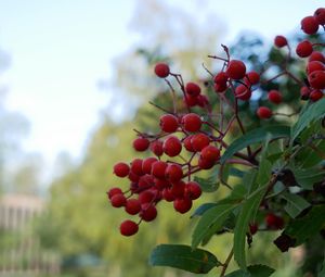 Preview wallpaper rowan, berries, leaves, branches, macro, blur