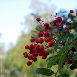 Preview wallpaper rowan, berries, leaves, branches, macro, blur