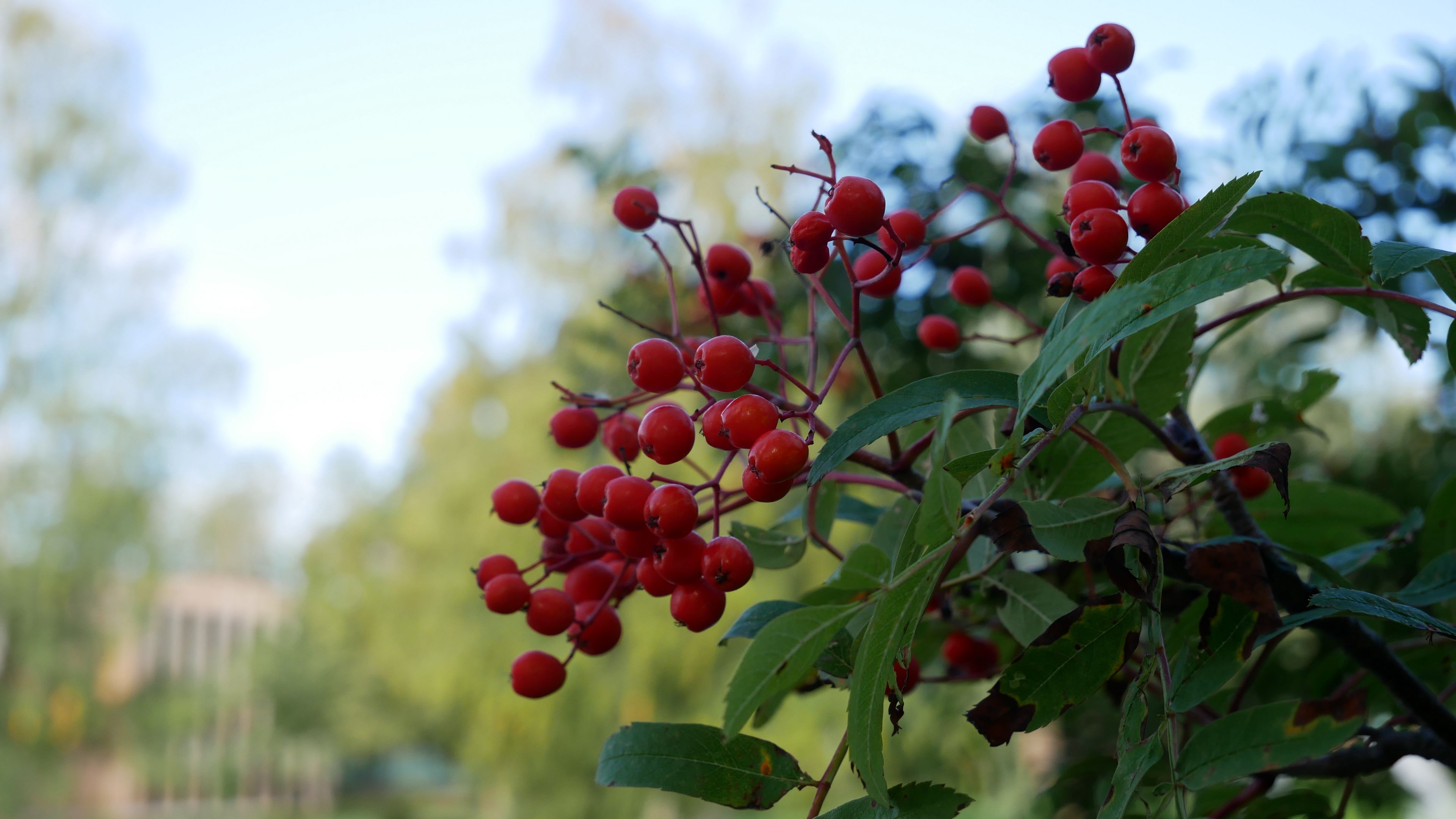 Berries leaves. Ягоды с листьями. Обои на рабочий стол рябина. Листы ягодники. Бузина макро.