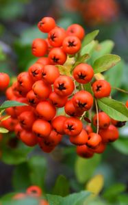 Preview wallpaper rowan, berries, leaves, blur, autumn