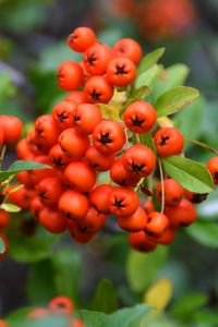 Preview wallpaper rowan, berries, leaves, blur, autumn