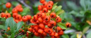 Preview wallpaper rowan, berries, leaves, blur, autumn