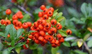 Preview wallpaper rowan, berries, leaves, blur, autumn