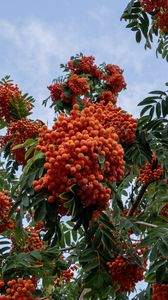 Preview wallpaper rowan, berries, orange, leaves, sky