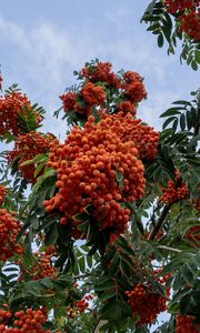 Preview wallpaper rowan, berries, orange, leaves, sky