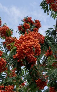 Preview wallpaper rowan, berries, orange, leaves, sky