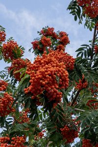 Preview wallpaper rowan, berries, orange, leaves, sky