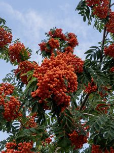 Preview wallpaper rowan, berries, orange, leaves, sky