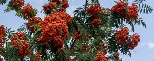 Preview wallpaper rowan, berries, orange, leaves, sky