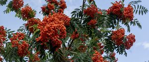 Preview wallpaper rowan, berries, orange, leaves, sky