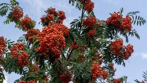 Preview wallpaper rowan, berries, orange, leaves, sky