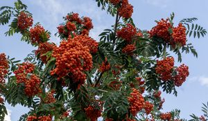 Preview wallpaper rowan, berries, orange, leaves, sky