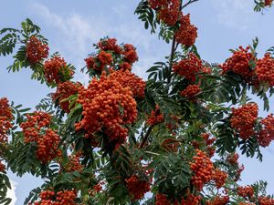 Preview wallpaper rowan, berries, orange, leaves, sky