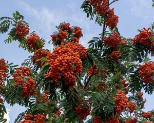 Preview wallpaper rowan, berries, orange, leaves, sky