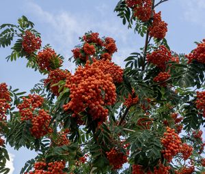 Preview wallpaper rowan, berries, orange, leaves, sky