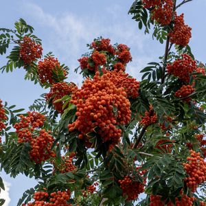 Preview wallpaper rowan, berries, orange, leaves, sky