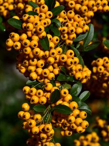 Preview wallpaper rowan, berries, orange, brush, harvest, close-up