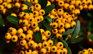 Preview wallpaper rowan, berries, orange, brush, harvest, close-up