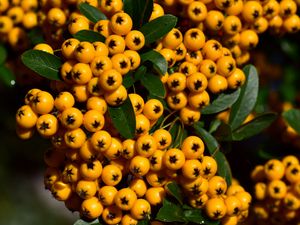 Preview wallpaper rowan, berries, orange, brush, harvest, close-up