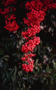 Preview wallpaper rowan, berries, red, bunches, plant