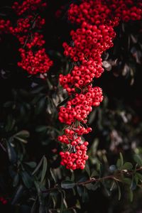 Preview wallpaper rowan, berries, red, bunches, plant