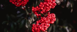 Preview wallpaper rowan, berries, red, bunches, plant