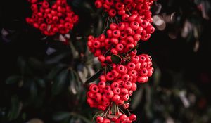 Preview wallpaper rowan, berries, red, bunches, plant