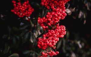 Preview wallpaper rowan, berries, red, bunches, plant