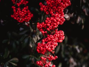Preview wallpaper rowan, berries, red, bunches, plant