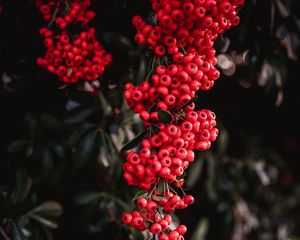 Preview wallpaper rowan, berries, red, bunches, plant