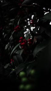 Preview wallpaper rowan, berries, red, branch, plant