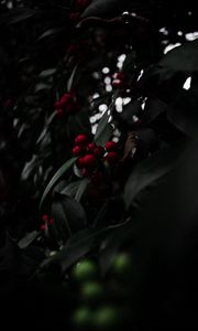 Preview wallpaper rowan, berries, red, branch, plant