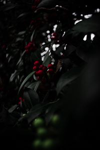 Preview wallpaper rowan, berries, red, branch, plant