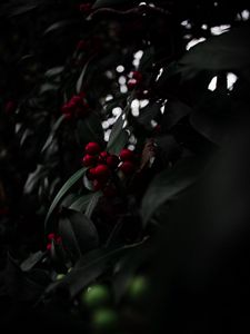 Preview wallpaper rowan, berries, red, branch, plant