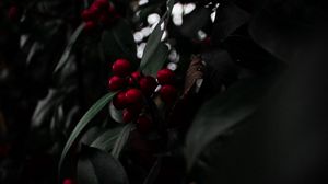 Preview wallpaper rowan, berries, red, branch, plant