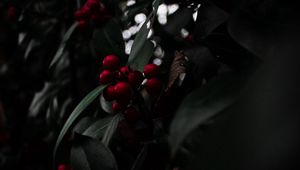 Preview wallpaper rowan, berries, red, branch, plant