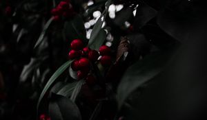 Preview wallpaper rowan, berries, red, branch, plant