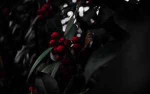 Preview wallpaper rowan, berries, red, branch, plant