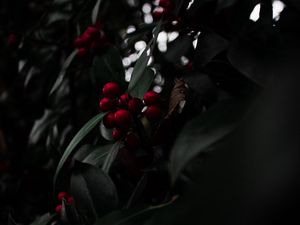 Preview wallpaper rowan, berries, red, branch, plant