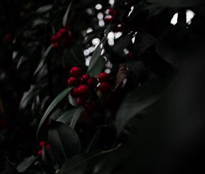 Preview wallpaper rowan, berries, red, branch, plant