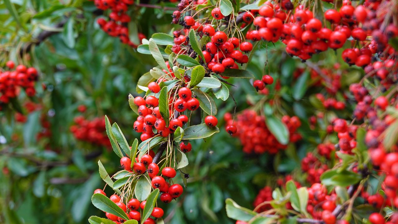 Wallpaper rowan, berries, red, plant, branch hd, picture, image