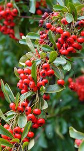 Preview wallpaper rowan, berries, red, plant, branch