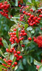 Preview wallpaper rowan, berries, red, plant, branch