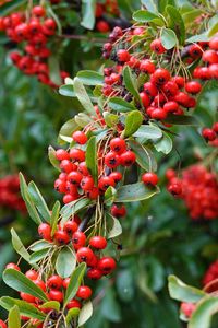 Preview wallpaper rowan, berries, red, plant, branch